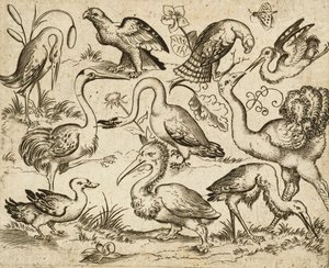 Autruche et neuf autres oiseaux, y compris un héron et un pélican, de Douce Ornament Prints Album I