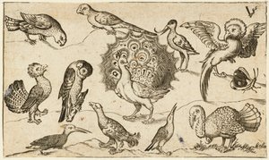 Paon entouré de neuf autres oiseaux, y compris une dinde, et un papillon, de Douce Ornament Prints Album I