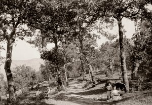 Promenade dans la forêt (photo n/b) - Vittorio Alinari