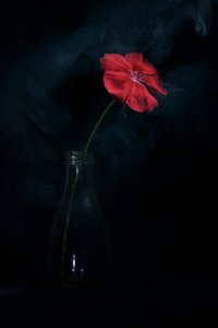  - Vladimir Pavlovskyy