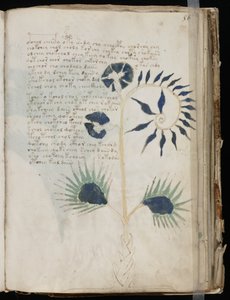 Cette page du manuscrit Voynich pourrait montrer l