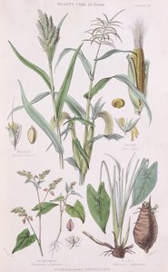 Millet, Maïs, Sarrasin et Taro, illustration de A History of the Vegetable Kingdom par William Rhind, 1872 - W.H. Fitch