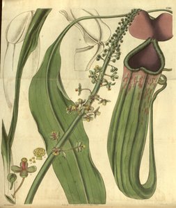 Nepenthes khasiana du Curtis’s Botanical Magazine - W.J.Hooker
