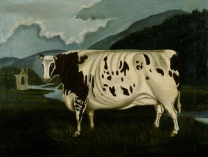 La célèbre Craven Heifer - W. D. Fryer