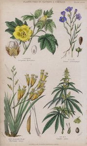 Coton; Lin; Lin de Nouvelle-Zélande; Chanvre (gravure en couleur) - W. Fitch