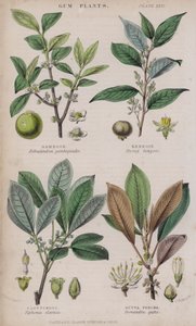 Gomme-gutte; Benjoin; Caoutchouc; Gutta-percha (gravure en couleur)