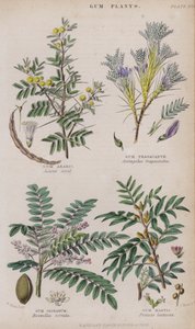 Gomme arabique; Gomme adragante; Gomme oliban; Gomme mastic - W. Fitch