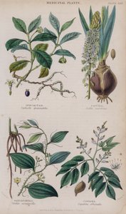 Ipecacuanha; Scille; Salsepareille; Copaïba