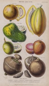 Mammee; Papaye; Corossol; Pêche noire; Grenadille; Zabucajo (couvercle levé) Fruit et noix; Noix du Brésil et fruit - W. Fitch