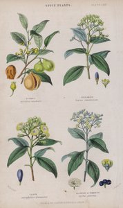 Noix de muscade; Cannelle; Clou de girofle; Piment de la Jamaïque (gravure en couleur)