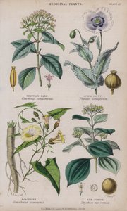 Écorce de quinquina; Pavot à opium; Scammonée; Noix vomique (gravure en couleur) - W. Fitch