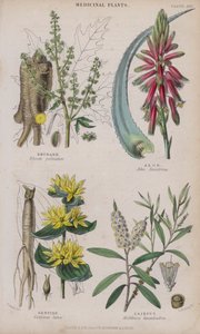 Rhubarbe; Aloès; Gentiane; Cajeput (gravure en couleur) - W. Fitch