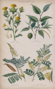 Carthame; Bois de fustet; Bois de Brésil; Bois de campêche - W. Fitch