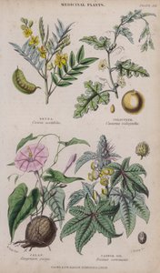 Séné; Coloquinte; Jalap; Huile de ricin - W. Fitch