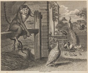 Le babouin et la volaille - W. Grainger