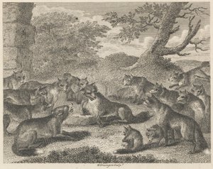 Le renard à l