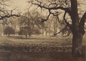 Parc de Windsor, nourrissage des cerfs - W. H. Nicholl