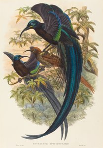 Epimachus speciosus (Oiseau de paradis à bec en faucille) - W. Hart
