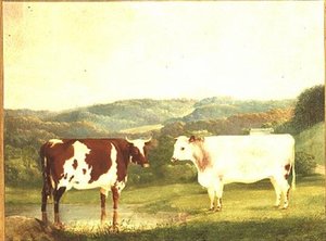 Bétail contre un paysage