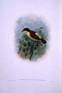 Loboparadisea serica, Oiseau de paradis à bec d