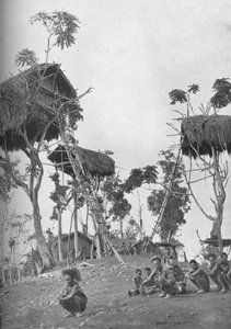 Dobos, maisons dans les arbres pour femmes célibataires en Mélanésie, 1902 - W. Lindt