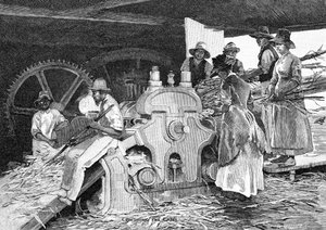 Écrasement de la canne, 1886 - W. Mollier
