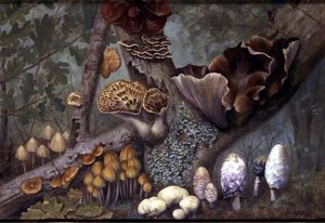 Champignons dans la forêt