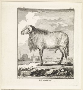 Bélier - W. Tringham