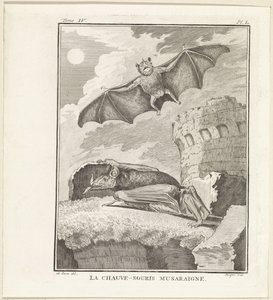Chauves-souris - W. Tringham
