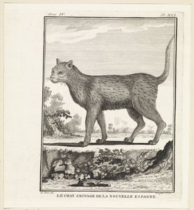 Le chat sauvage de la Nouvelle-Espagne - W. Tringham