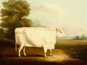Un bouvillon à cornes courtes dans un champ