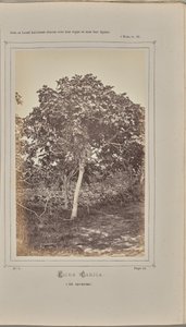 Ficus carica, à Nice (Alpes-Maritimes) - W. de Bray