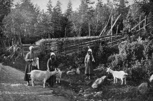 Élevage de chèvres à Dalarna, Suède, 1908-1909 - Wald Zachrisson