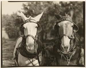[Deux mules, comté de Hale, Alabama] - Walker Evans
