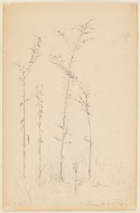 Étude de plantes sauvages, Fordham Heights - Walter Clark