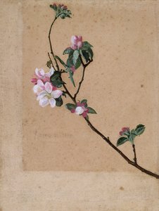 Fleurs de pommier