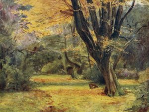 La Nouvelle Forêt : Érables, près de Queen