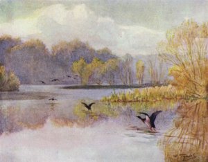 La Nouvelle Forêt : Le bassin au moulin de Minstead - Walter Frederick Roofe Tyndale