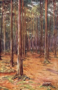 Wessex : Forêts de pins près de Bournemouth - Walter Frederick Roofe Tyndale