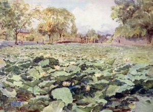 Lotus blanc, le fossé du château, Kofu - Walter Frederick Roofe Tyndale