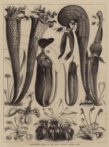 Plantes Carnivores dans les Jardins Botaniques Royaux, Kew