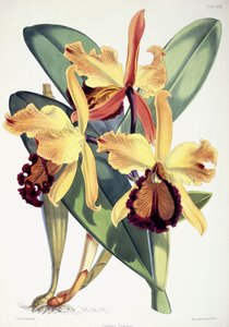 Cattleya Dowiana, c.1862-1877 - Walter Hood Fitch