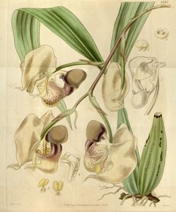 Coryanthes maculata