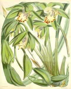 Cymbidium hookerianum