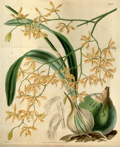 Encyclia candollei - Walter Hood Fitch