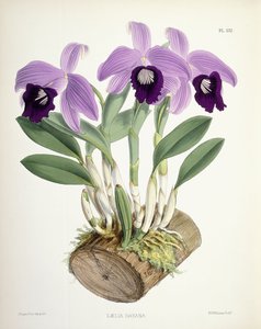 Laelia Dayana, vers 1882-1897