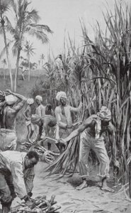 Coolies de Trinidad travaillant dans un champ de canne (lithographie) - Walter Paget