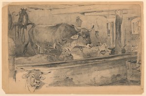 Étude de bétail pour la tonte des moutons