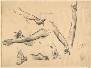 Études des membres d