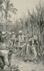 Coolies de Trinidad travaillant dans un champ de canne - Walter Stanley Paget